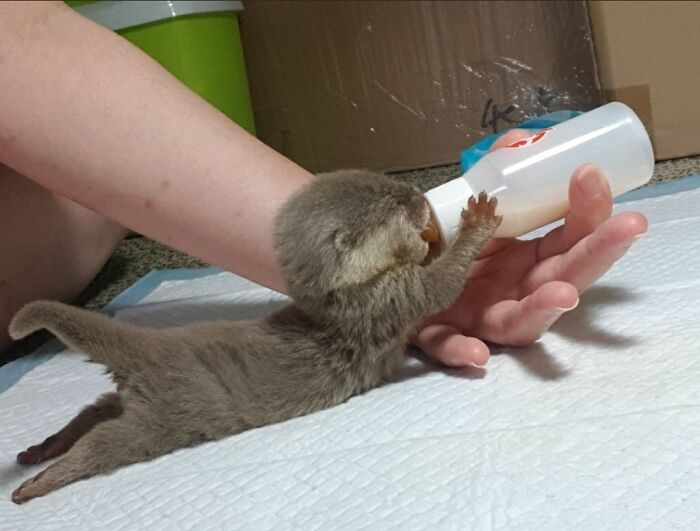 This Baby Otter Drinking Milk