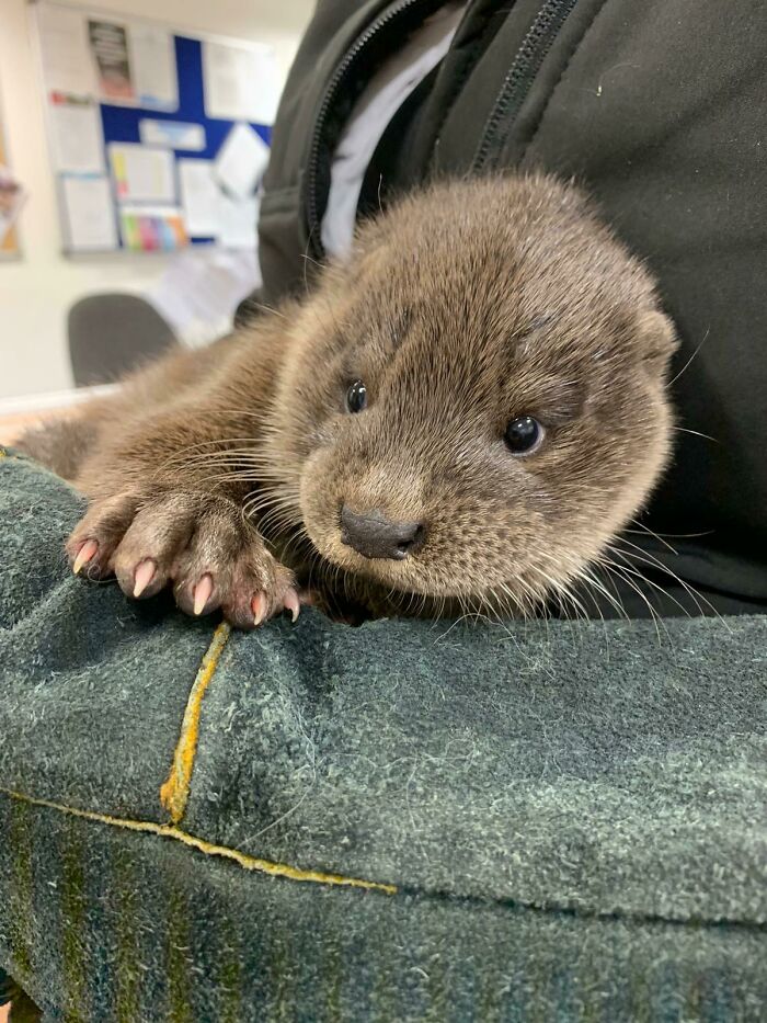Cute Otter At Rescue Centre Near Me