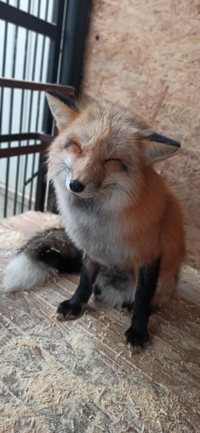 I Saw A Photo Of A Cute Fox And Decided To Share It With You