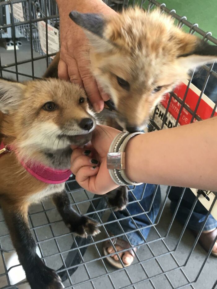 A Lady Brought Her Pet Foxes To The Store Today