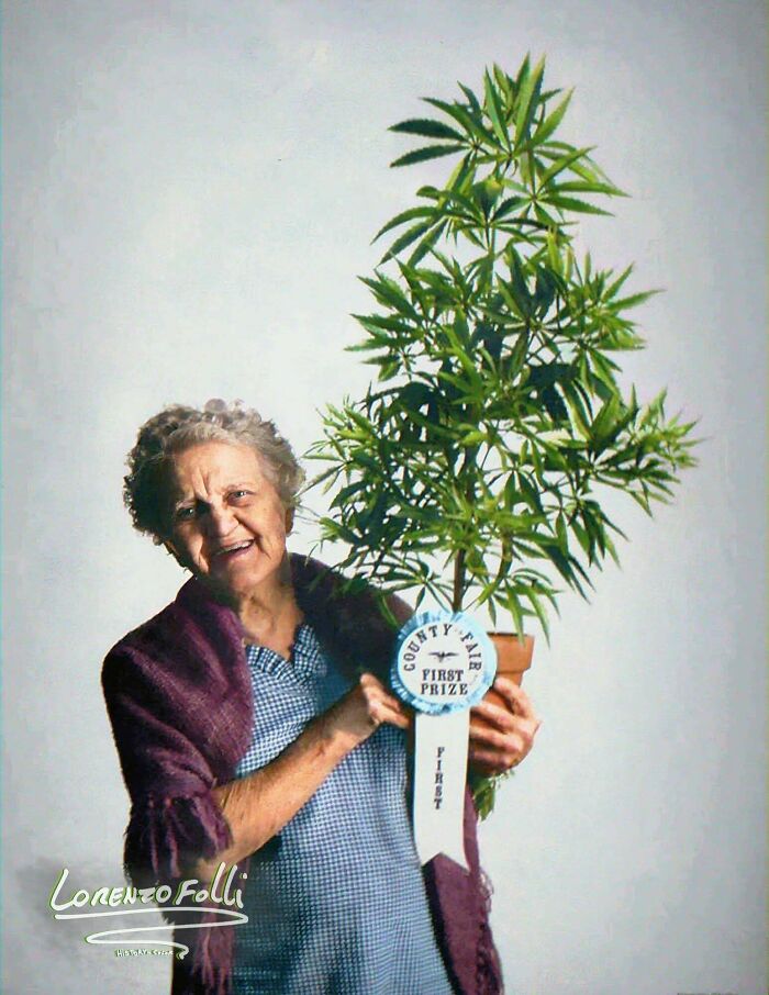 Una abuela ganando el primer premio por su planta de marihuana en la feria del condado de California en 1973