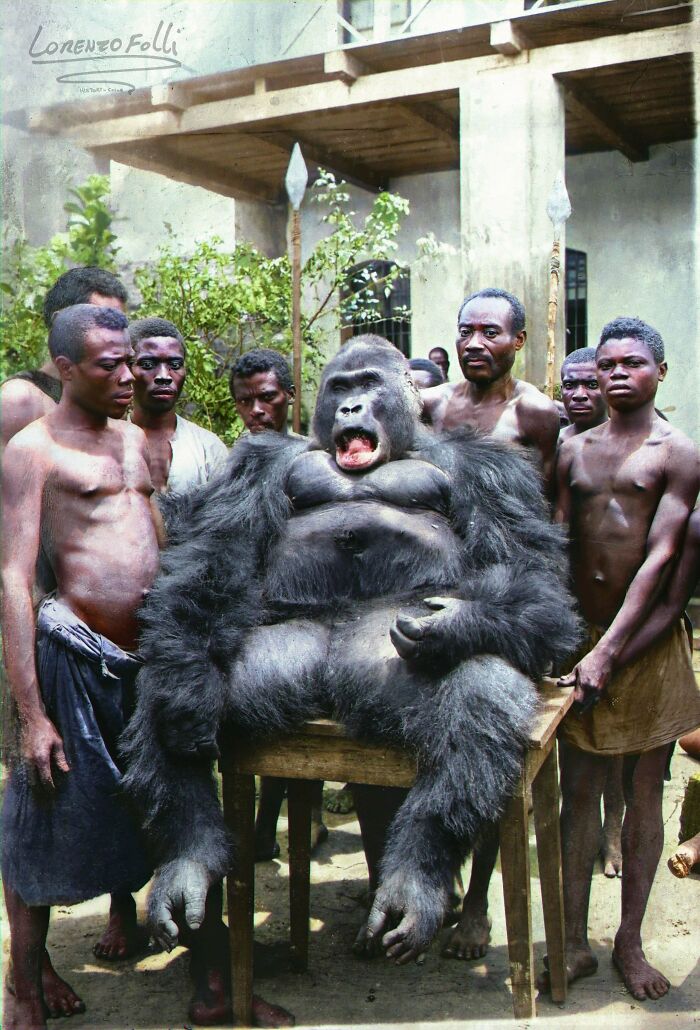 Tribesmen Stand By A Captive Gorilla, Congo Circa 1925.
