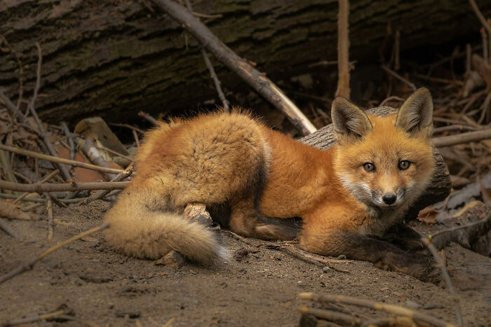 Fox By Eric Donaldson