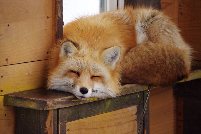 Here Imgur Have A Cute Sleeping Fox