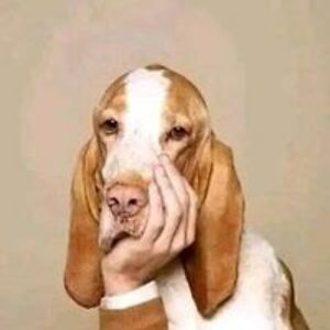 zoe_macgechan avatar