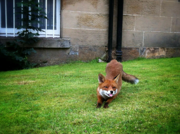 This Lil' Guy Comes To Hang Around In My Front Garden Sometimes. He's Getting Quite Friendly!