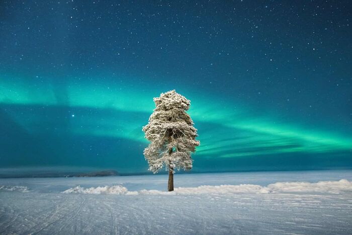 A Lone Tree Under A Scandinavian Aurora - Lapland, Finland