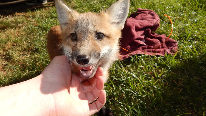 Happy Baby Foxy