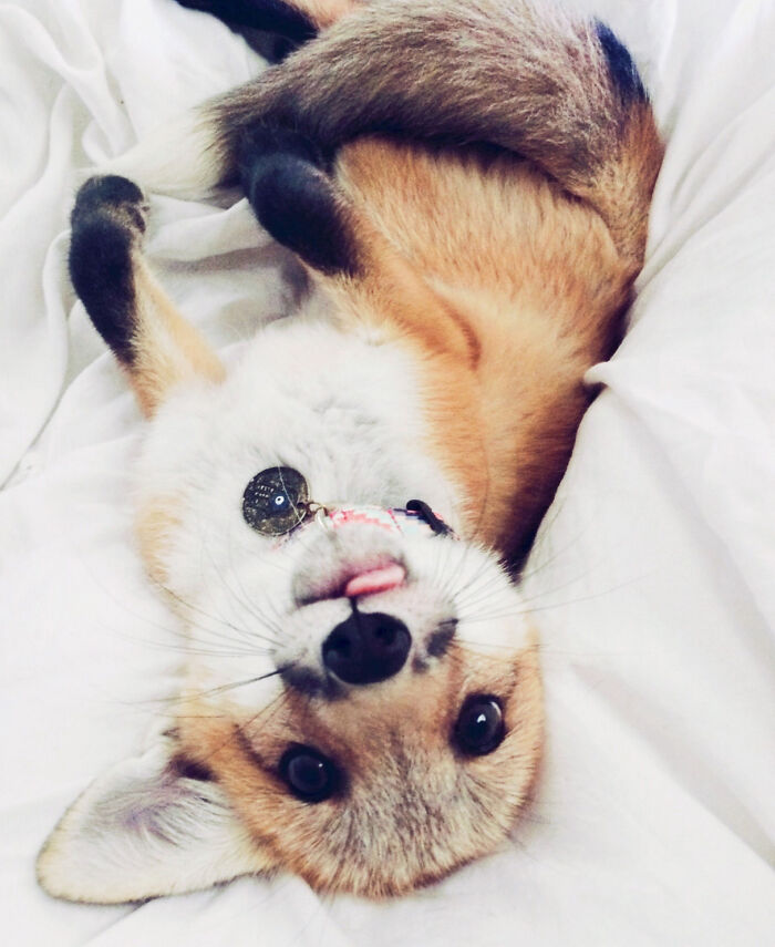 Foxy Tongue