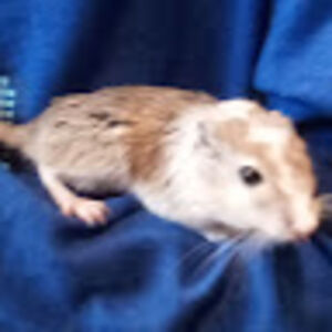 gerbilclub avatar