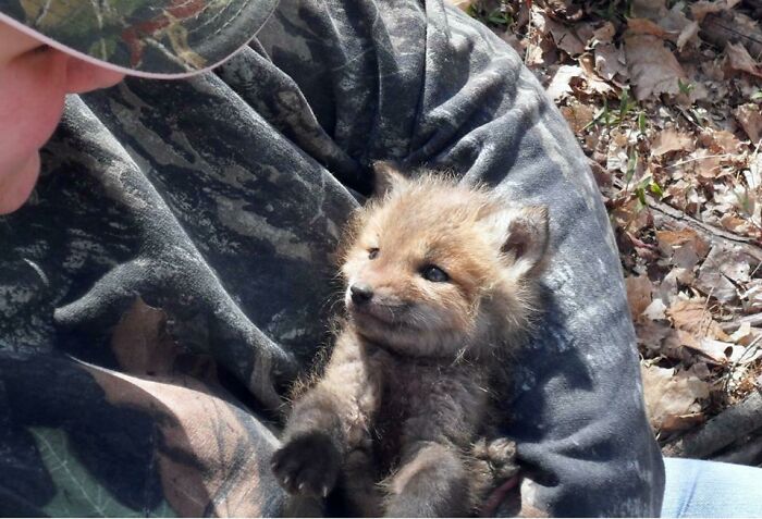 Wild Baby Fox Being Cradled Like A Baby