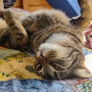 antoniamazzilli avatar