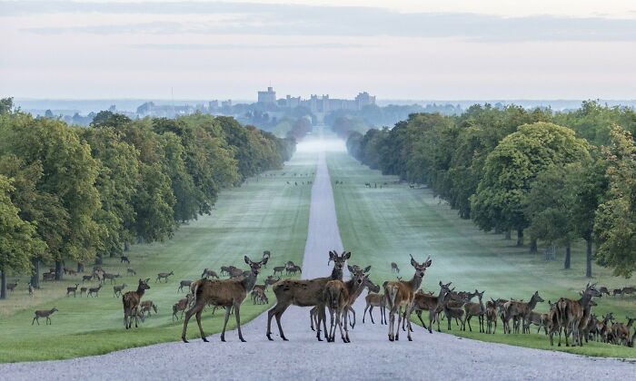 Hay una avenida de 2,64 millas flanqueada de castaños y ciervos pastando, y al final se encuentra el castillo de Windsor