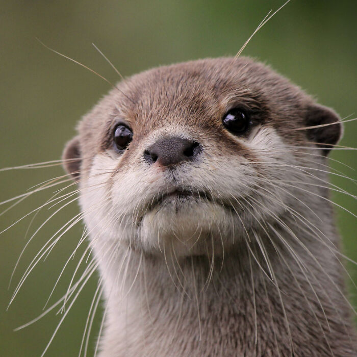 Meet Edison Saldivar Valdez, Cutest Otter Ever