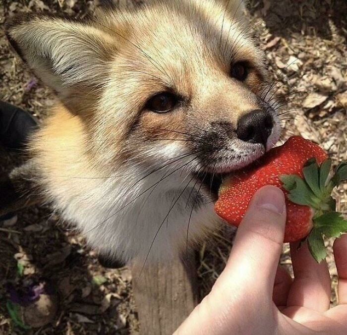 Fox Eating A Strawberry