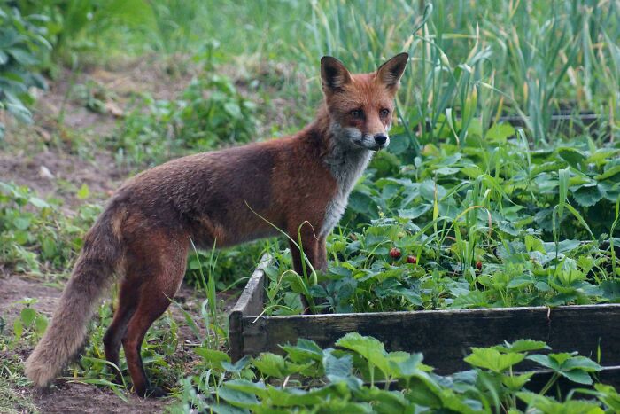 Itap Of A Fox Eating My Mom's Strawberries