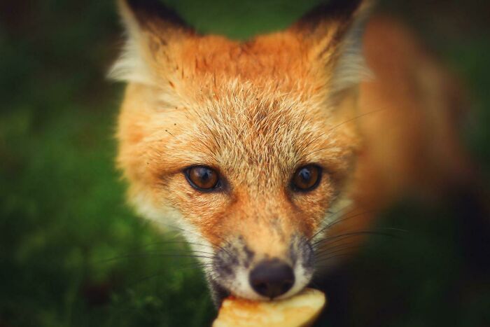 A Picture Of A Teenager Fox Eating An Apple I Took. Hope You Like It!