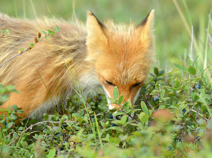 Fox Eating Bog Bilberries