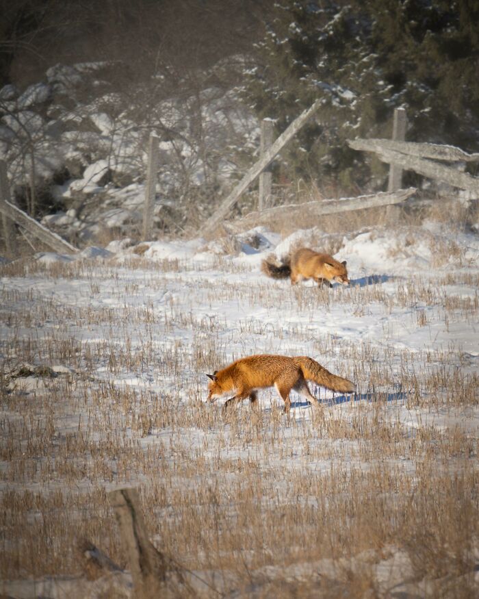 Red Foxes Hunting In The Sun And Whirling Snow Outside Stockholm, Sweden
