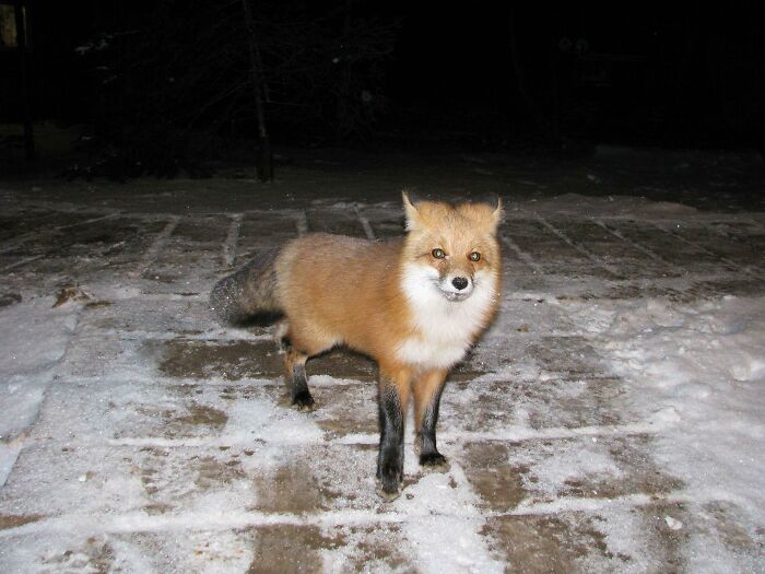 This Is The Wild Fox That Hang Out In Our Mining Exploration Camp In Northern Ontario