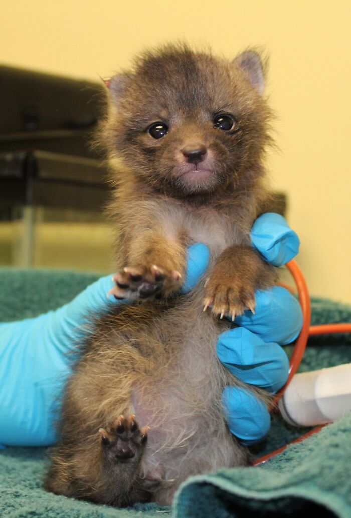Baby Grey Foxes Reunited With Mother. Thanks To Peninsula Shelter, California