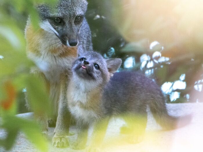 Our Local Grey Fox Couple Had Babies In Our Backyard! Here Is One Of Them With A Glorious Blep
