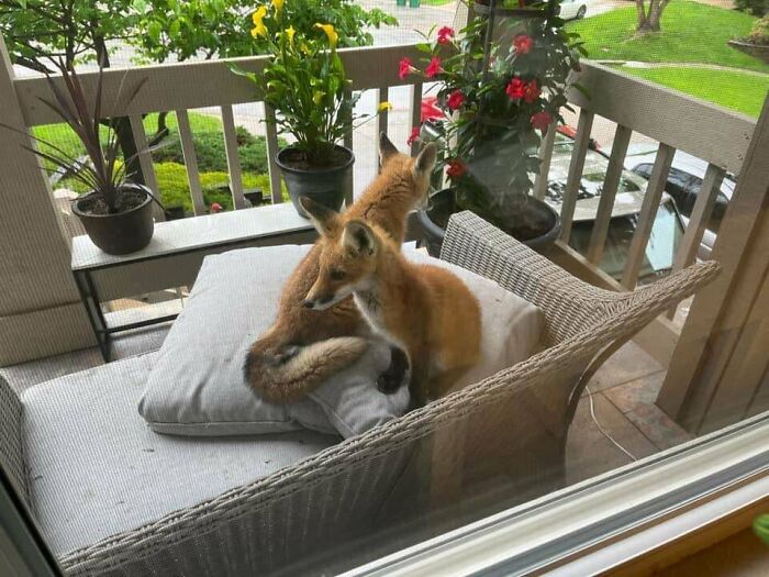 Foxes In My Neighborhood Like To Sleep On Residents