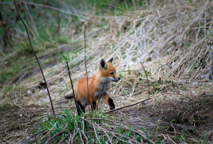 Baby Fox In Elora