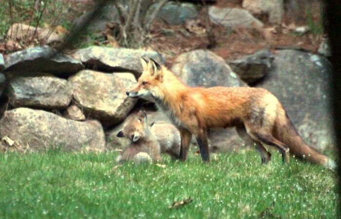 I Have A Family Of Foxes Living Near My Backyard! Tonight's Photoshoot