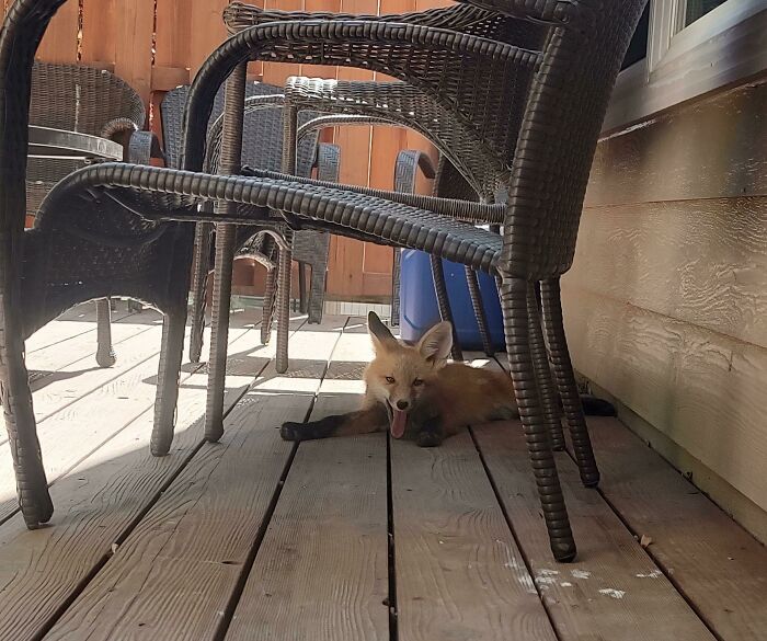 A Family Of Foxes Moved Into Our Backyard, Here's One Just Chilling
