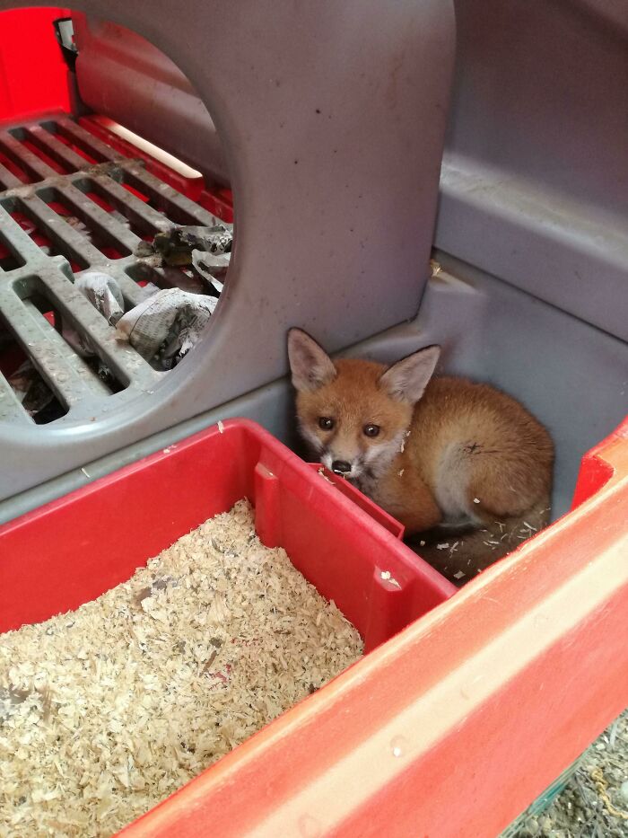 Fox Cub Spends The Night In A Chicken Coop, Leaves All The Chickens Alone With No Interest In Hunting Them