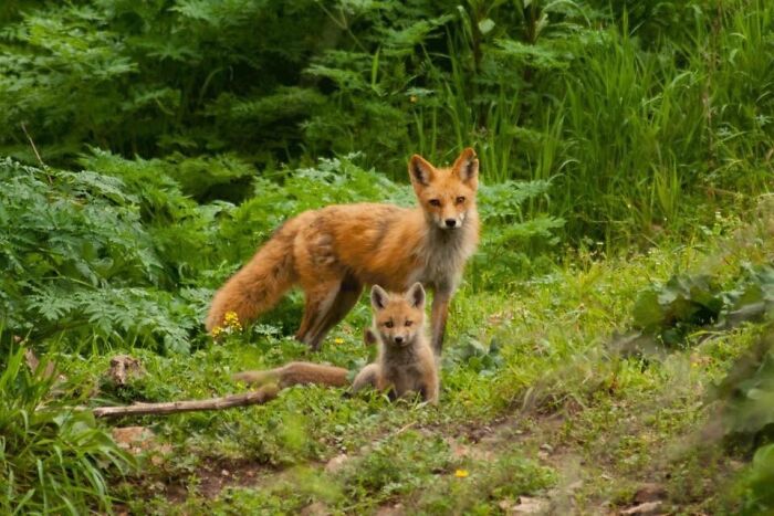 A Picture My Friend Took Last Spring Of A Mother Fox And Her Kit