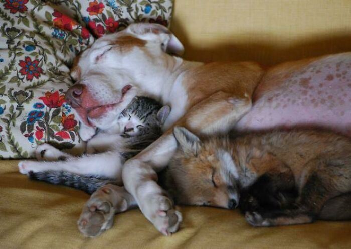Wild Fox Becomes Friends With Dog And Cat