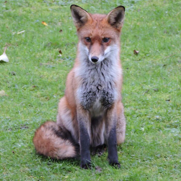 I Took This Picture Of An Urban Fox In My Garden. A Good And Soft Looking Friend