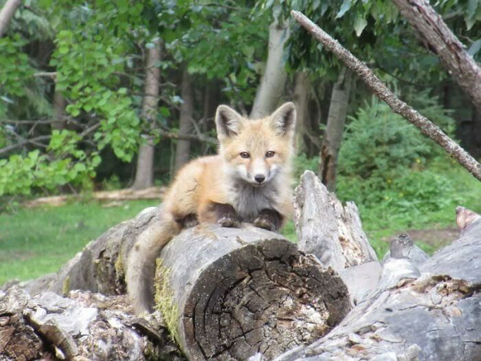 My Friend Has Baby Foxes In Her Woodpile!