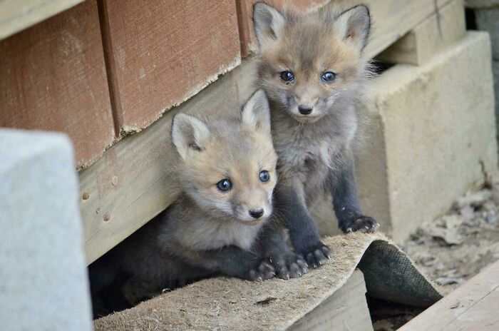 My Friend Has Some Fox Kits Living Under Her Shed