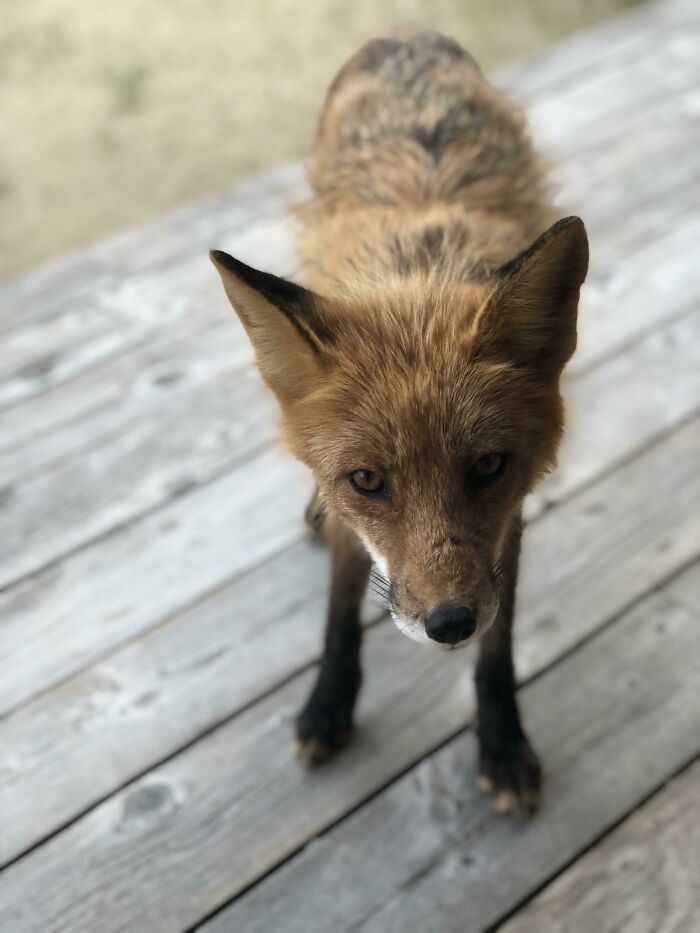 My Dad’s Little Fox Friend
