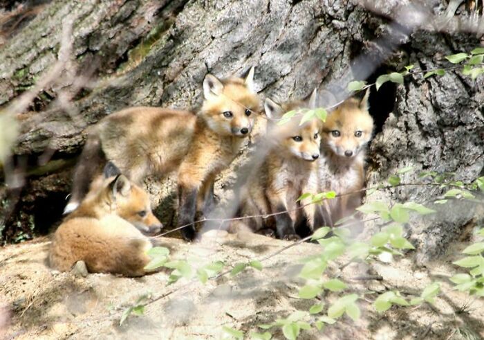 Pictures Of Baby Foxes My Friend Took