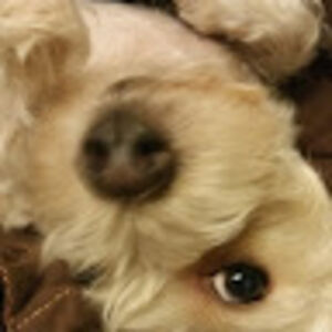 oscarkcasiano avatar