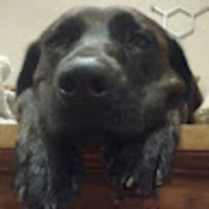 barbaraglasgow avatar