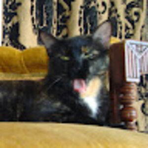 gerardnordskoven avatar