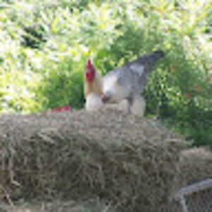 zhaneelrashkae avatar