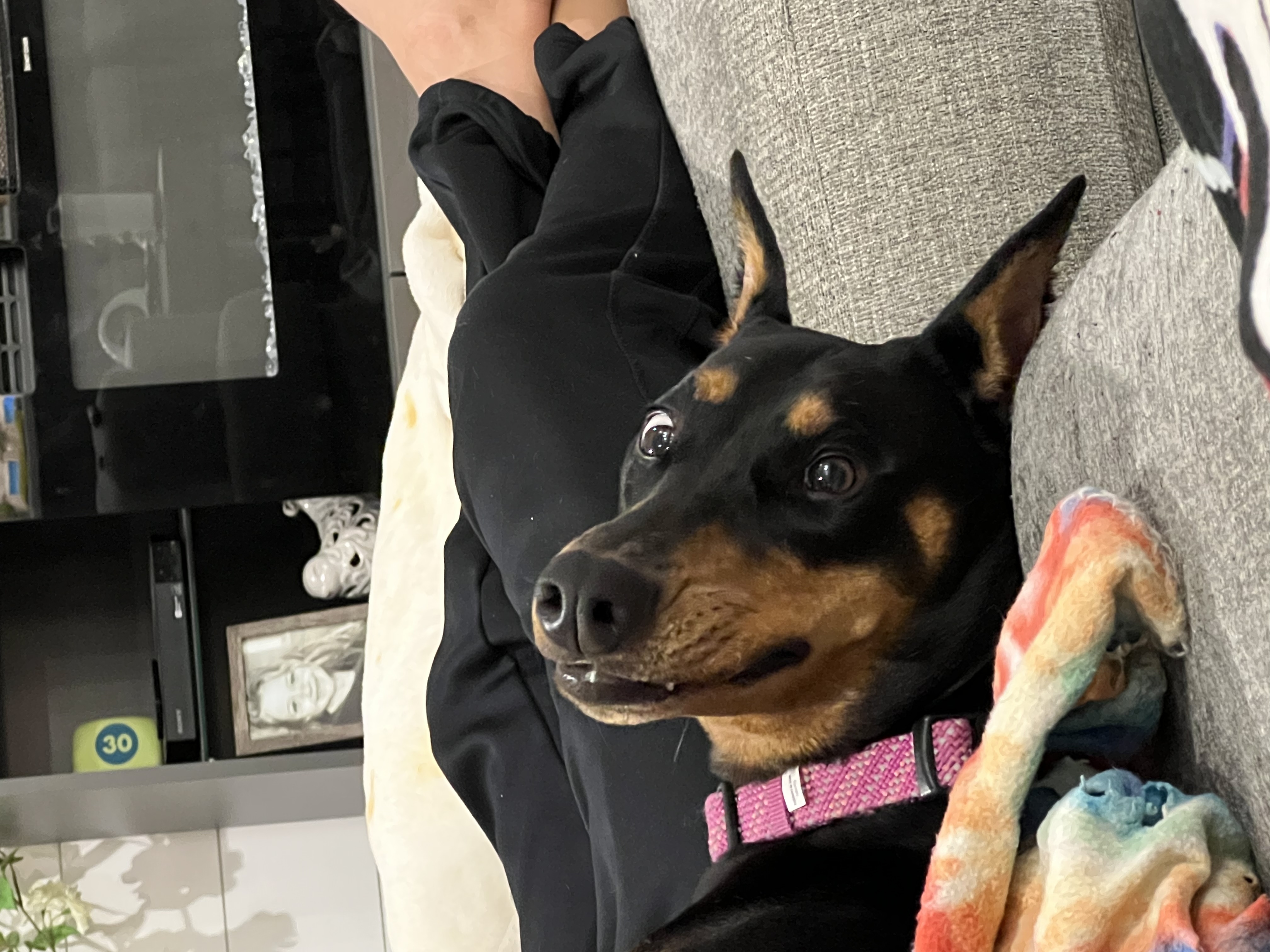 Hey Pandas, Post Your Worst Pet Photos! 🤪