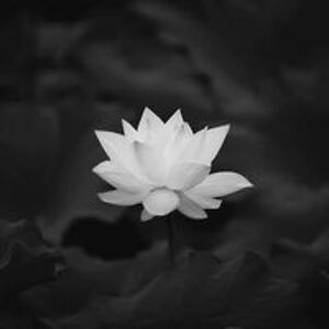 pearl_nguyen79 avatar