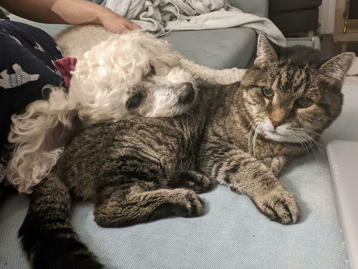 I Recently Adopted A Blind, 10-Year-Old Dog. Every Morning, He And My Deaf, 19-Year-Old Cat Snuggle On The Couch