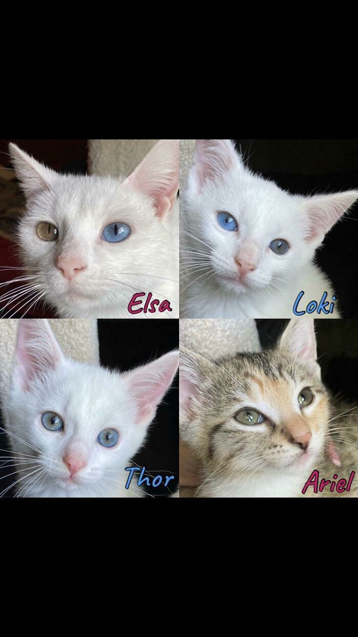 We Adopted A Whole Family: Mom + Her Three Kids. They Were Supposed To Just Be Fosters… Worth It!