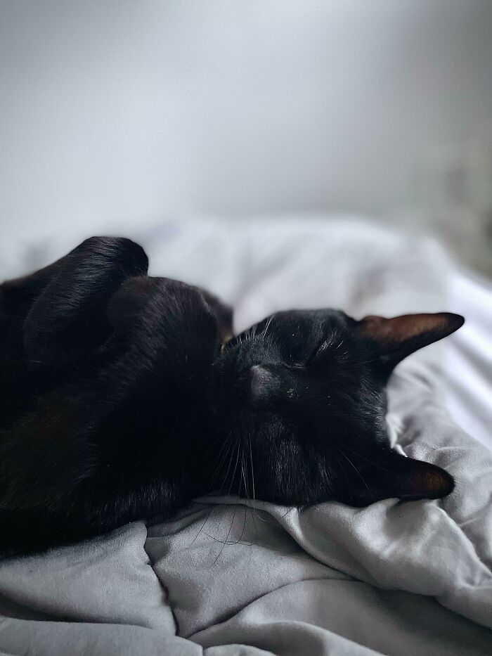 Adopted Her A Few Weeks Ago, Skittish And Always Hiding. Now She Sleeps Like A Happy, Content Kitty On My Bed