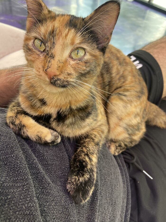 I Got Adopted By A Cat, What To Do Now? She’s Asking For Nonstop Petting