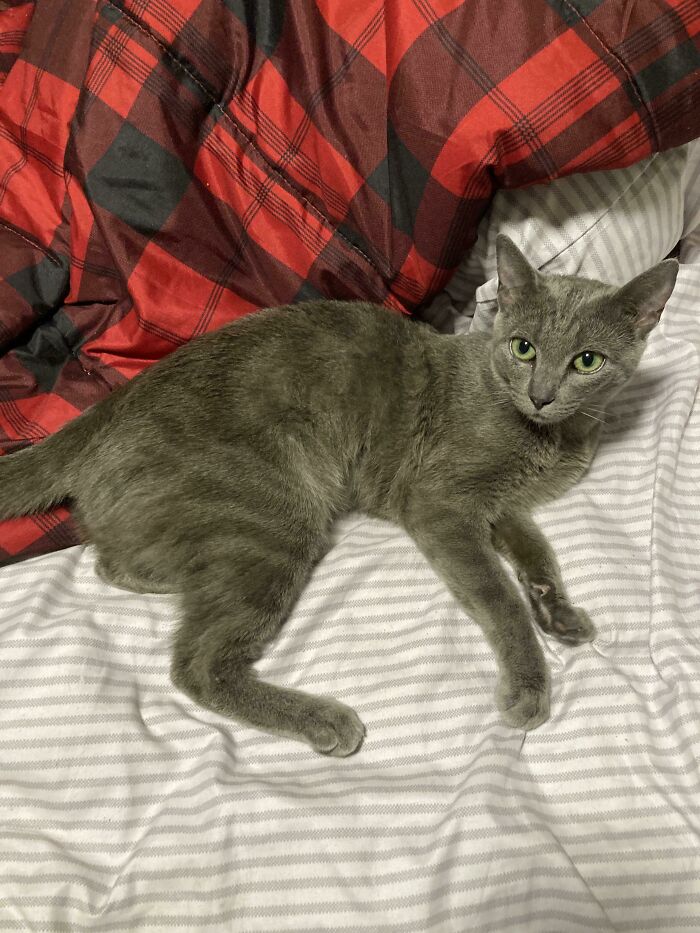 After Losing My Kitty Of 17 Years, I Adopted This Sweet Girl. Help Me Choose A Name! It’s Between Tuna, Bleu, Or Roux (I’m A Chef). What Do You Think?