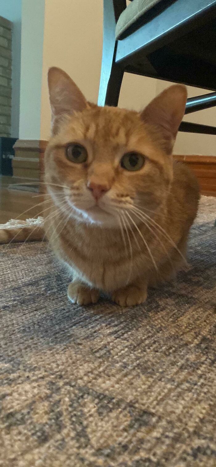 My Adoption Application Was Approved! First-Time Cat Mom. Soon Taking Home This Sweet 12 Year Old Boy, Willy 